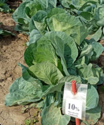 kapusta z oznakowaniem wariantu testowego